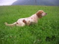 Setter Anglais DOLLY DU VAL CLAIR Setter Anglais DOLLY DU VAL CLAIR